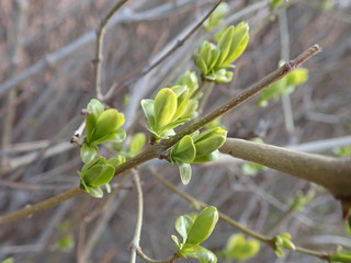 green branch of a tree in the spring