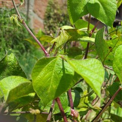 grasshopper on a leaf