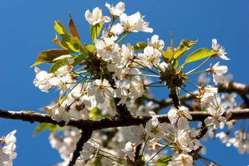 Spring natural background. Cherry branches with white flowers, lit by the sun's rays, against the blue sky.