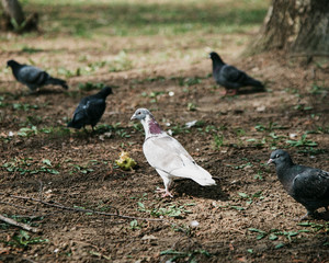 pigeons