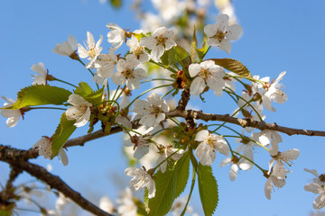 Spring natural background. Cherry branches with white flowers, lit by the sun's rays, against the blue sky.