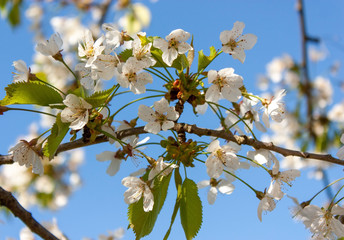 Spring natural background. Cherry branches with white flowers, lit by the sun's rays, against the blue sky.