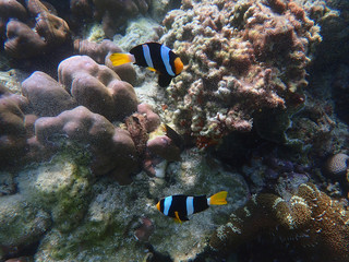 Fototapeta na wymiar Clack's anemonefish with corals in sea, underwater landscape with sea life