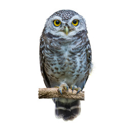 Spotted owlet on branch on white background
