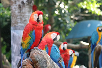 Fototapeta premium Red colorful parrot in safari zoo Bangkok