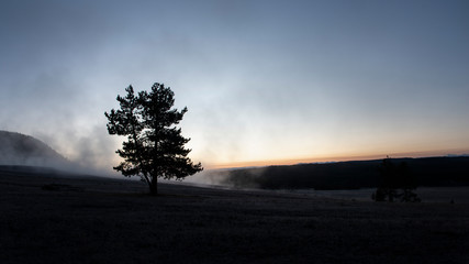 Fototapeta na wymiar Silhouette tree standing on the misty hill in Yellowstone National Park