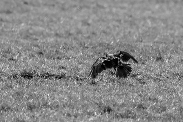 Rabe im Flug - Symbolbild