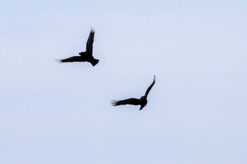 Rabe im Flug - Symbolbild