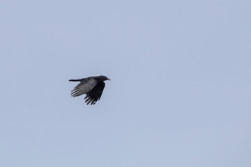 Rabe im Flug - Symbolbild