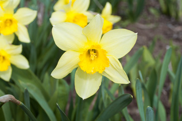 Fototapeta premium yellow daffodils in spring