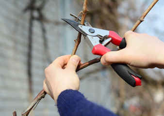 Pruning, trimming grape vine with bypass secateur, shears in late winter, early spring.
