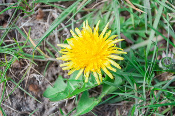 Dandelion flower. Spring yellow flowers. Spring mood.