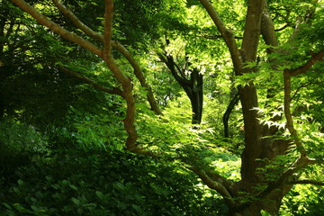 Fototapeta premium 神戸市立森林植物園