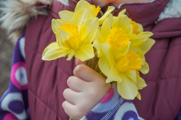 A bouquet of daffodils in the hand of a child. Spring flowers. Spring mood. The first spring flowers. March flowers. Mothers Day.