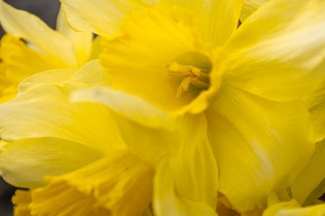 Background of yellow daffodil. Festive spring card in yellow style. Yellow style.