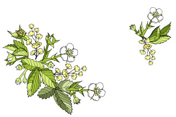 Vector rectangular horizontal postcard banner floral spring cartoon outline flowers and leaves of wild strawberry, barberry inflorescence on a white background hand-drawn with place for text