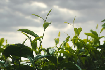 Green Leaf Tea Tree