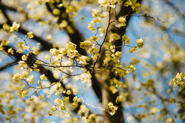 Spring background with fresh green leaves at sunset
