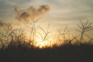 Sunset Grass