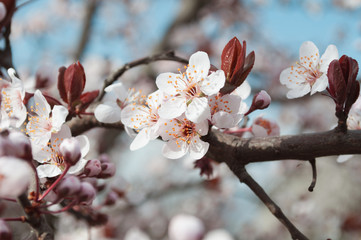 A tree in flowers. Plum blossom. Nature wakes up.  Spring.