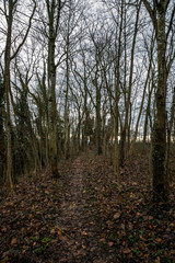 Obraz premium Winterwald - Weg