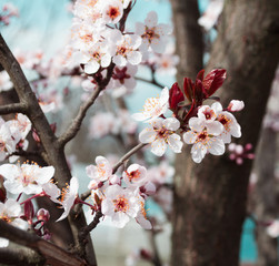 blossom in spring