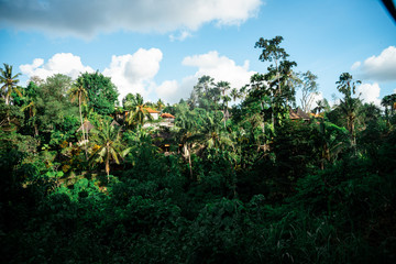 bali jungle