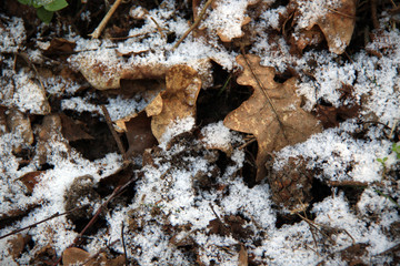 dry oak leafs under snow