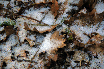 dry oak leafs under snow