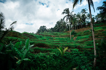 rice fields in bali asia