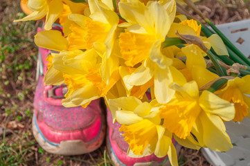 A bouquet of yellow daffodils in a white basket near pink children's sneakers. Spring flowers. The first spring flowers. March flowers. Yellow flowers. Mothers Day. 