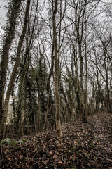 Obraz premium Herbstwald