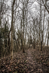 Waldweg im winterlichen Wald