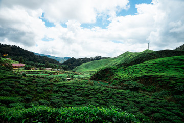 tea fields in malaysia