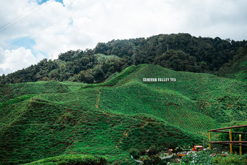 tea fields in malaysia
