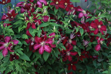 maroon clematis blooms in the garden and curls around the fence
