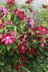 maroon clematis blooms in the garden and curls around the fence
