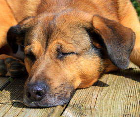 Beautiful brown dog lying on the ground. Head of a Malian shepherd lying on a garden terrace in the sun.