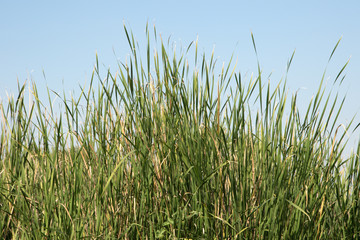 Obraz premium Grass flower blue sky background