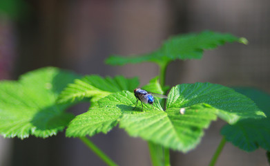 Fly Sarcophaga carnaria. Also called checkerboard or gray. From the family of diptera. Placed on a green leaf outside.
