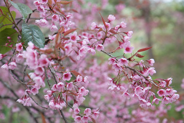 Flowers Pink Wild Himalayan Cherry