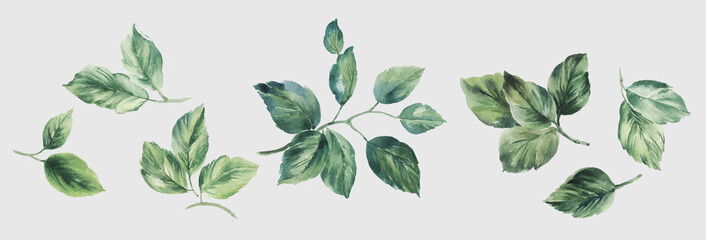 Flowers watercolor illustration.Manual composition.Big Set watercolor elements.