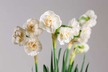 narcissus 'Bridal Crown' blooming with white flowers against light background