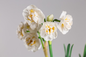 Naklejka na ściany i meble narcissus 'Bridal Crown' blooming with white flowers against light background 