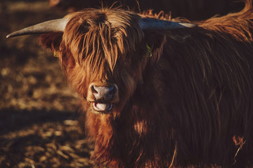 Highland beef Cow on Sunset. Close up