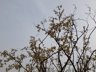 flower tree image