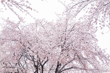 2020年3月29日　東京の桜と雪景