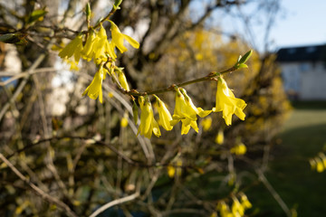 Gelbe Frühlingsblüte