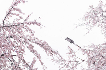 2020年3月29日　東京の桜と雪景