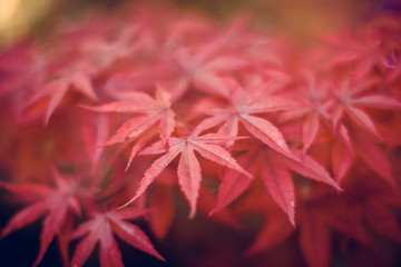 Summer color red leaf japanese maple tree in the garden, close up look of beautiful and red leafs.